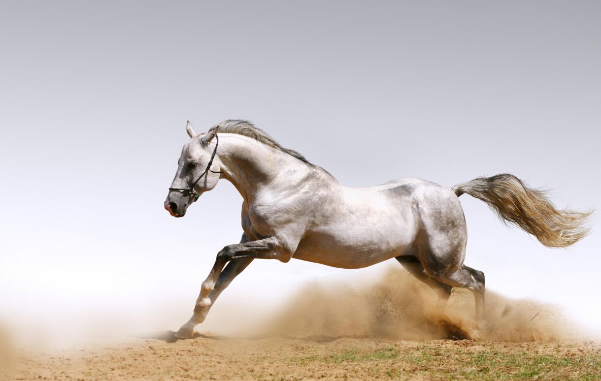 white horse running on brown field during daytime
