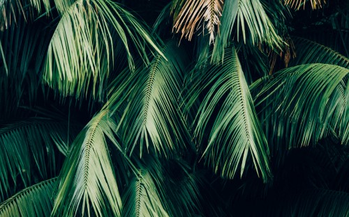 Image green palm tree during night time