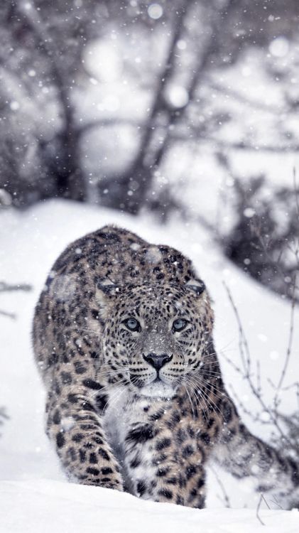 Schneeleopard, Panther Tullian Panther, Lion, Leopard Katze, Schnee. Wallpaper in 1080x1920 Resolution