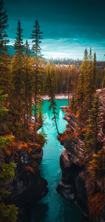 Alerce, Damaksnis, el Bosque de Ribera, Agua, Paisaje Natural. Wallpaper in 1422x3000 Resolution