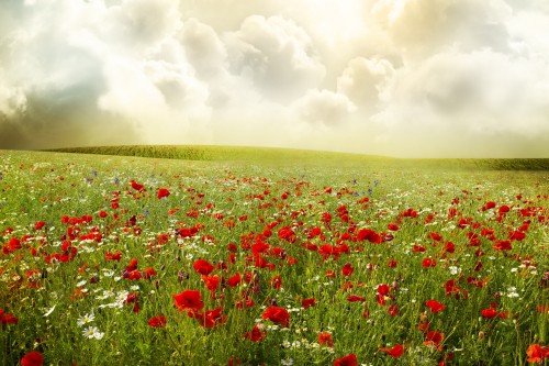 Image red flower field under white clouds during daytime