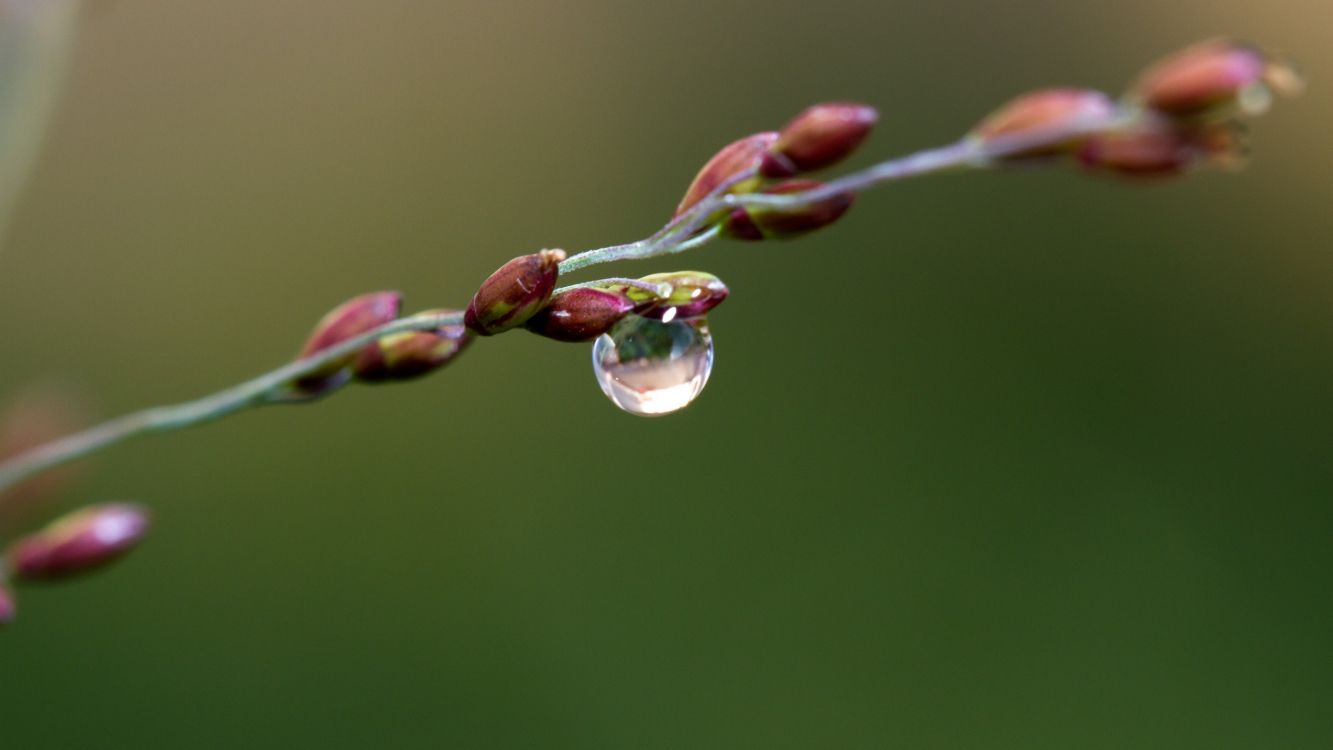 water dew on brown plant stem