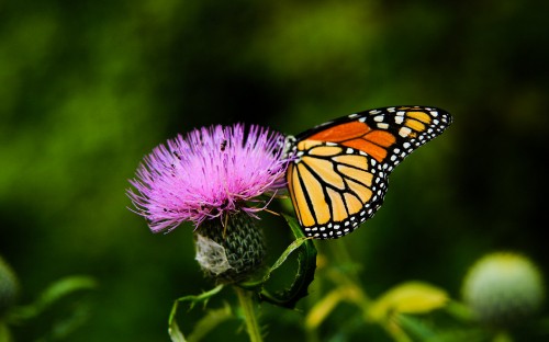 Image monarch butterfly perched on purple flower in close up photography during daytime