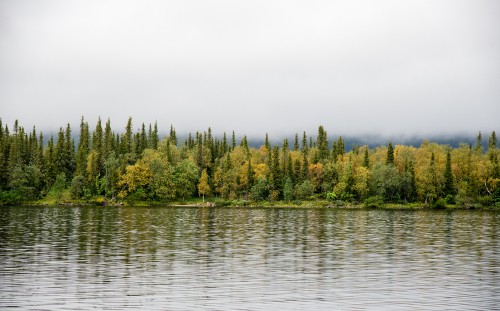 Image green trees beside body of water during daytime