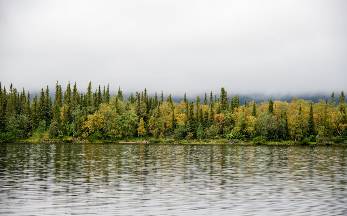 green trees beside body of water during daytime