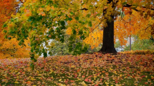 Image yellow and green leaves on ground