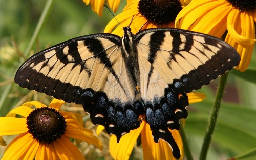 Image black and white butterfly on yellow sunflower