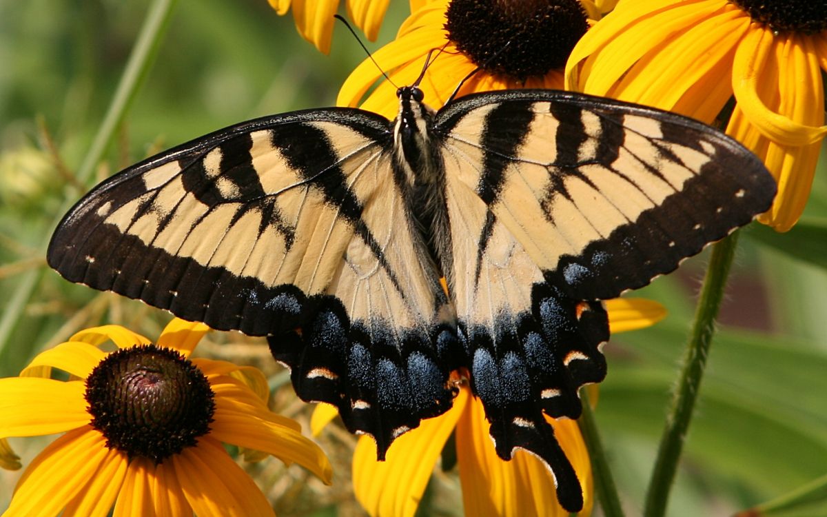 black and white butterfly on yellow sunflower