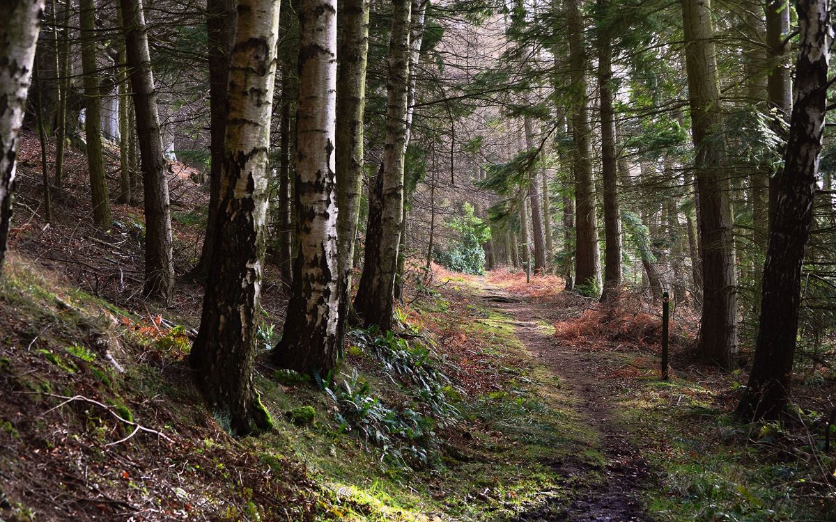 Braune Bäume Auf Grünem Grasfeld Tagsüber. Wallpaper in 2560x1600 Resolution