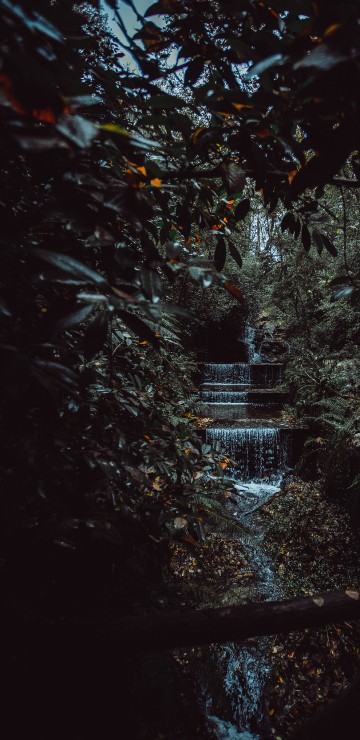 Image natural environment, black, leaf, nature, night
