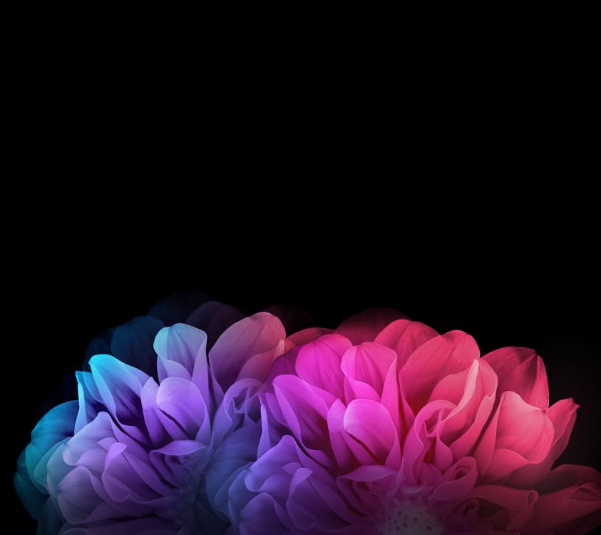 Flor Rosa en Fondo Blanco. Wallpaper in 2160x1920 Resolution