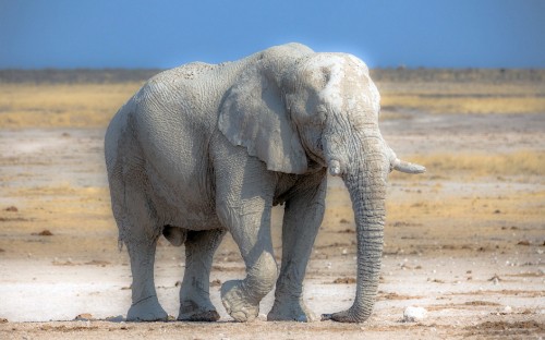 Image grey elephant walking on brown sand during daytime