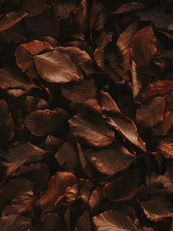 Herbst, Blatt, Malerei, Holz, Brown. Wallpaper in 4500x6000 Resolution