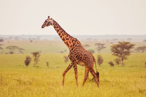 Image brown and black giraffe on green grass field during daytime