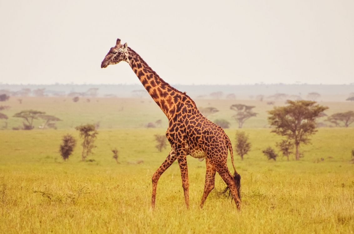 brown and black giraffe on green grass field during daytime