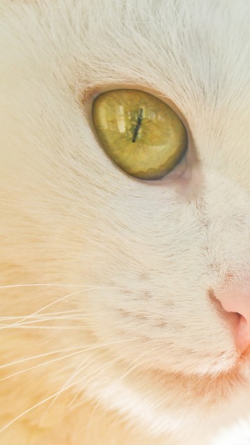 Image white cat with yellow eyes