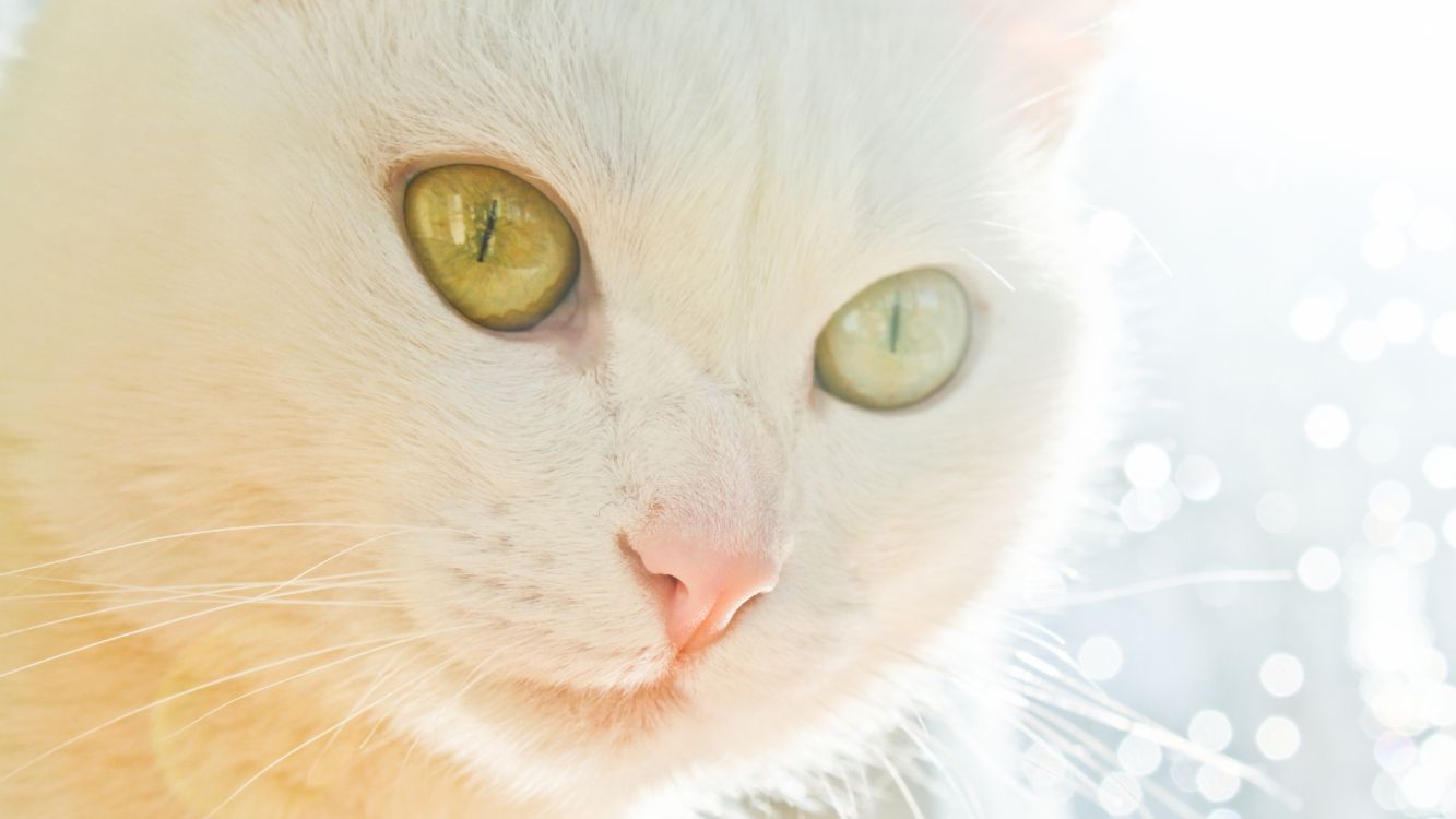 white cat with yellow eyes