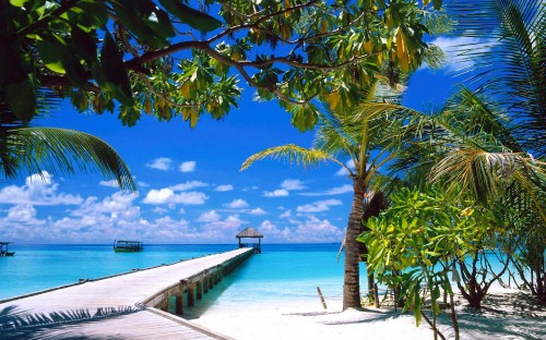 Image palm trees on beach shore during daytime