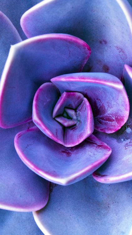 Lilas, Violette, Purple, Pétale, Botanique. Wallpaper in 1800x3200 Resolution