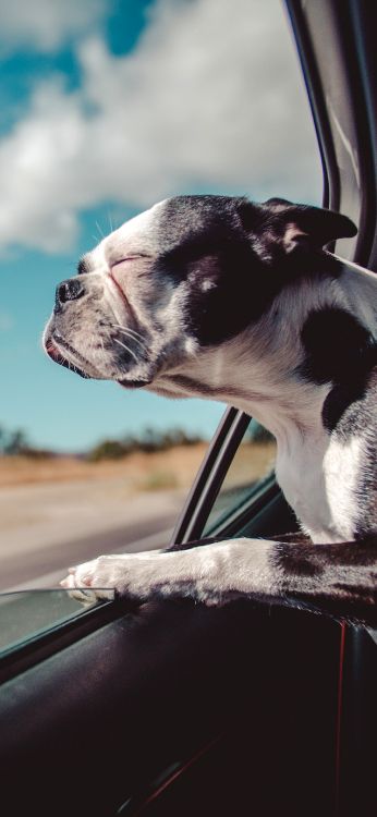Road Trip Avec Chien, Great Dane, Voyage, Voyage Sur la Route, Vacances. Wallpaper in 1440x3120 Resolution