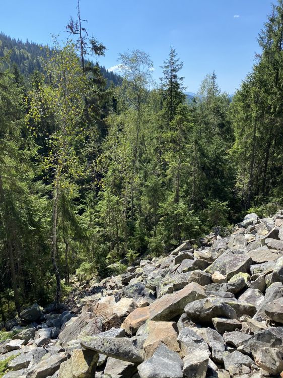 Wildnis, Rock, Pflanzen-Gemeinschaft, BedRock, Wald. Wallpaper in 1536x2048 Resolution