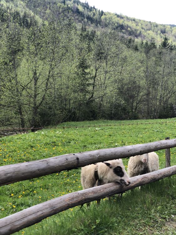 Cárpatos, la Reserva Natural De, Oveja, Pasto, Los Animales Terrestres. Wallpaper in 1536x2048 Resolution