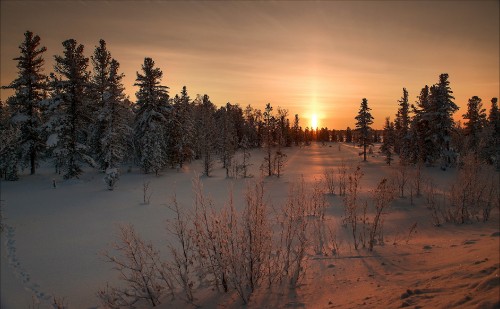 Image green trees on snow covered ground during sunset