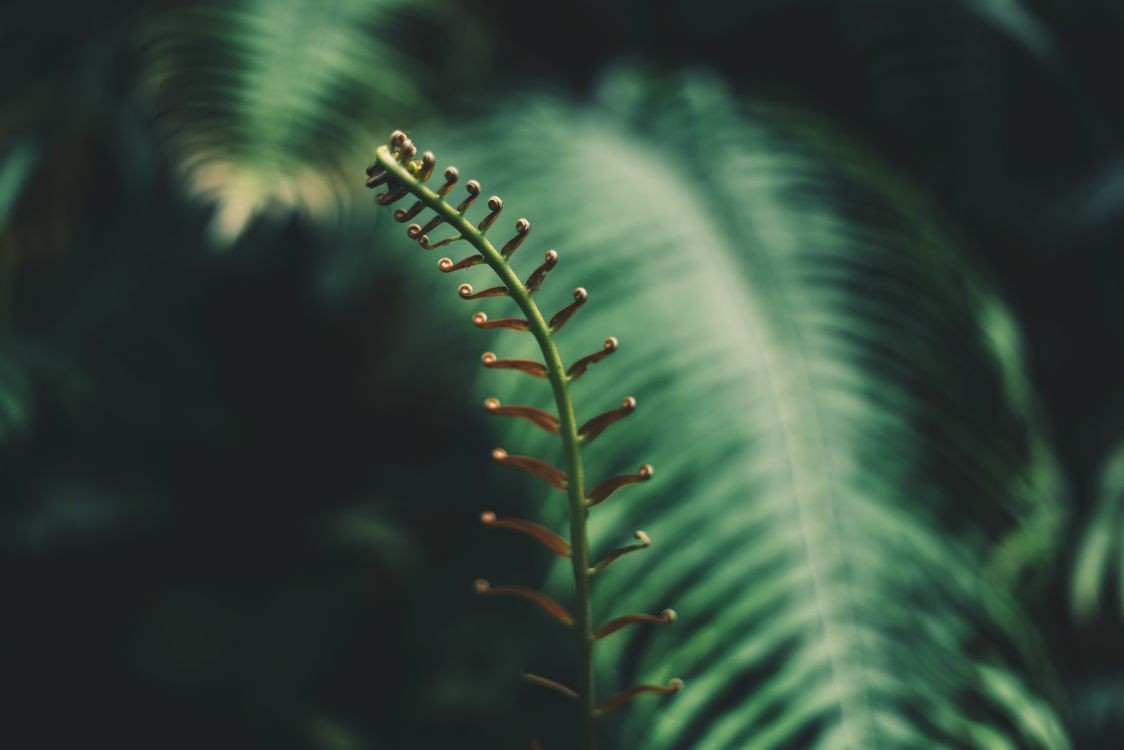 Farn, Blatt, Vegetation, Gefäßpflanzen, Gr. Wallpaper in 5833x3889 Resolution