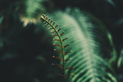 Les Fonds D’écran Fougère, Feuille, Végétation, Plantes Vasculaires