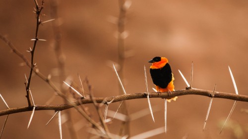 Image black and orange bird on brown tree branch