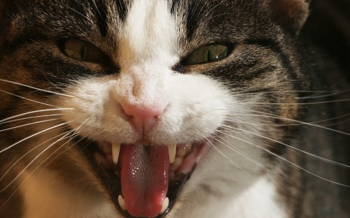 Image white and black cat licking nose