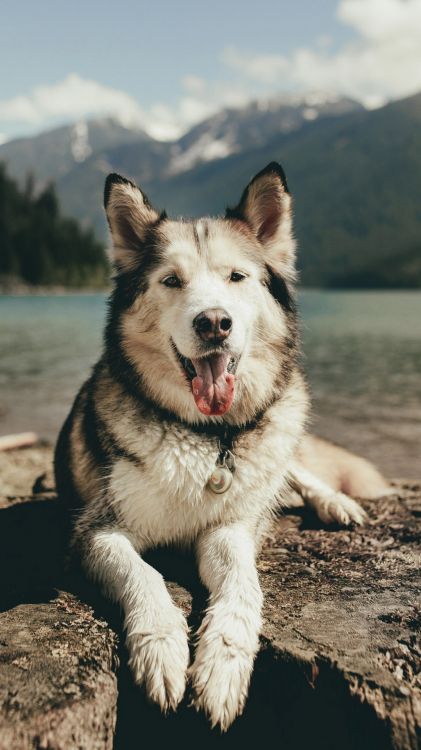 Dogge, Siberian Husky, Amerikanischer Elsässer, Schäferhund, Havaneser. Wallpaper in 1080x1920 Resolution