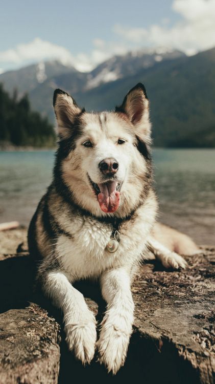 great dane, Siberian Husky, american alsatian, German Shepherd, havanese