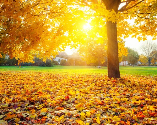 Image brown leaves on green grass field during daytime