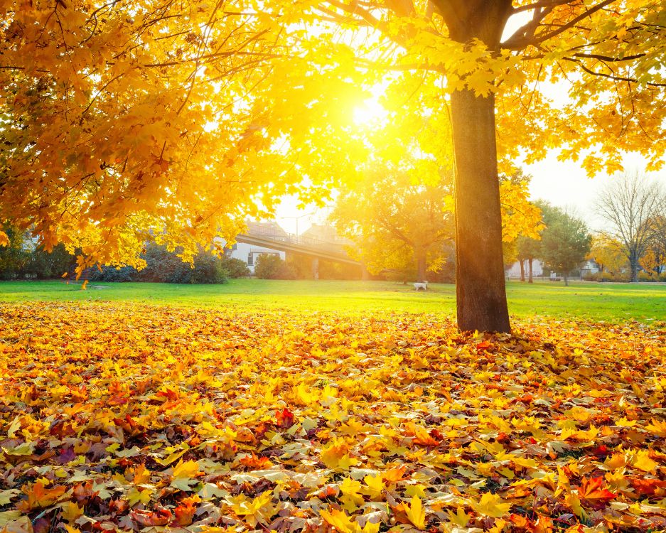 brown leaves on green grass field during daytime