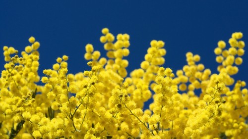 Image yellow flowers under blue sky during daytime