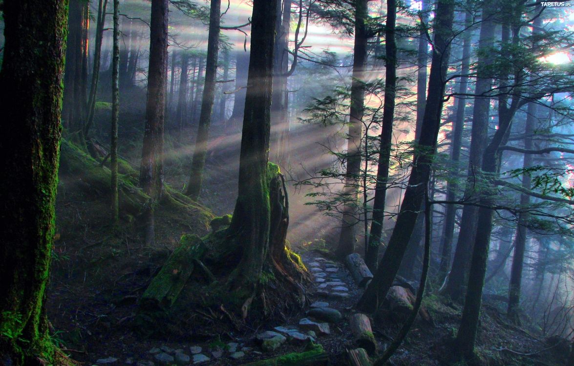 Grüne Bäume Und Brauner Baumstamm. Wallpaper in 2816x1797 Resolution