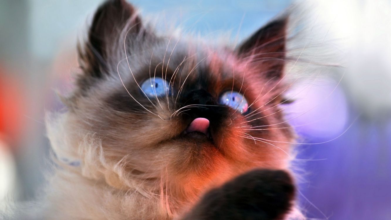 white and black long fur cat