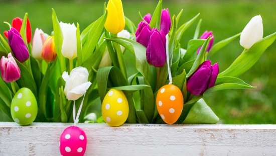 Image easter bunny, easter egg, tulip, holiday, flower