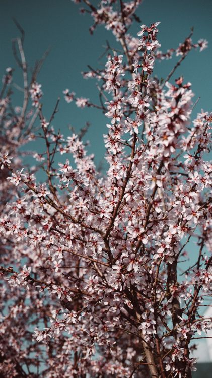 blossom, cherry blossom, Plum, tablet, flower