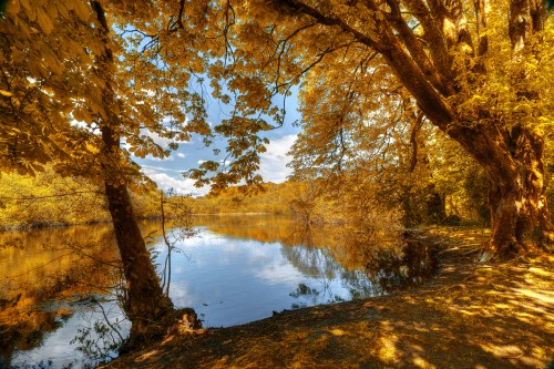 Image brown trees near lake during daytime