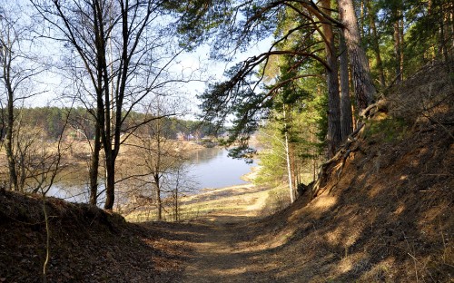 Image brown trees near river during daytime