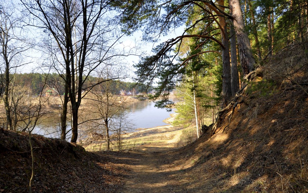 brown trees near river during daytime