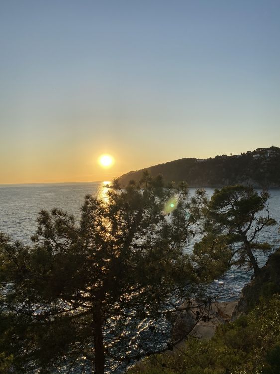 water, sunrise, vegetation, sun, sunset