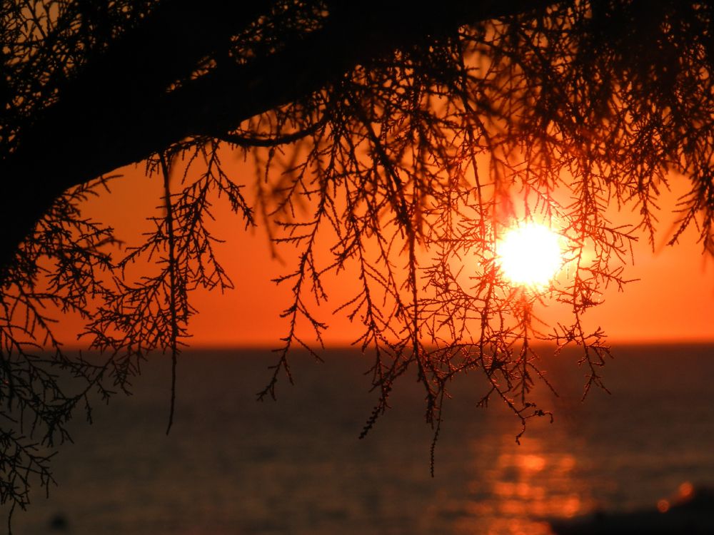 sunset, branch, nature, sunrise, afterglow