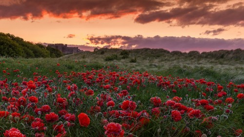 Image red flower field under cloudy sky during daytime