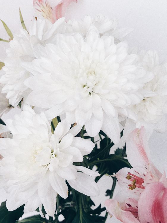 切花, 花卉设计, 显花植物, 人造花, 白色 壁纸 3024x4032 允许