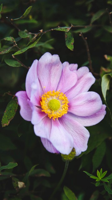 Image purple flower with green leaves
