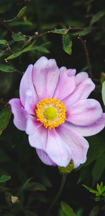 Image purple flower with green leaves