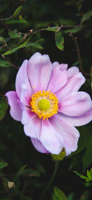 Image purple flower with green leaves